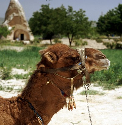 camel transport